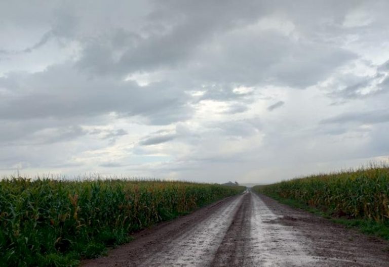 Chuva atrasa o avanço da colheita do milho em Mato Grosso do Sul