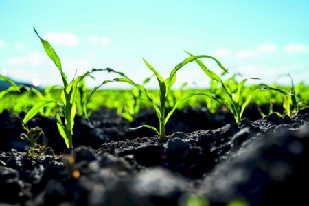 Por que o agro brasileiro se tornou estratégico para o mundo