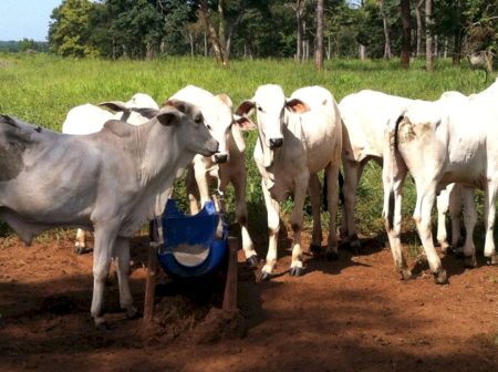 Falta de sal mineral ameaça pecuária e acende alerta para produtores de todo o Brasil
