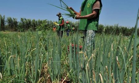 Mais da metade dos setores do agro registra queda e abril fecha com saldo negativo de empregos