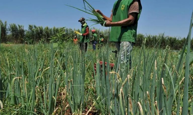 Mais da metade dos setores do agro registra queda e abril fecha com saldo negativo de empregos