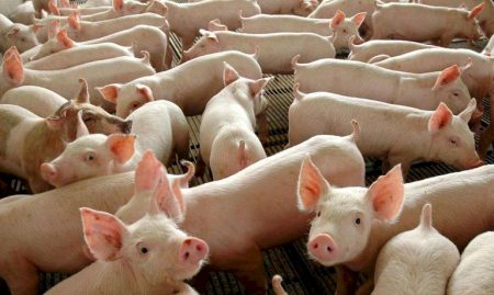 Carne suína: Exportações batem recorde em maio
