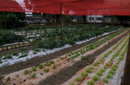 Tecnologia no campo avança além das máquinas e aproxima jovens da ciência em assentamento de MS