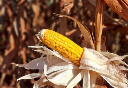 Colheita do milho registra atraso e alcança apenas 0,1% da área cultivada em Mato Grosso do Sul