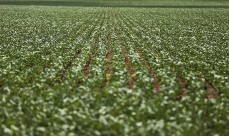 Entenda impasse entre bancada do agro e governo sobre dívidas rurais