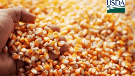 USDA: Vendas semanais de milho da safra nova dos EUA superam expectativas
