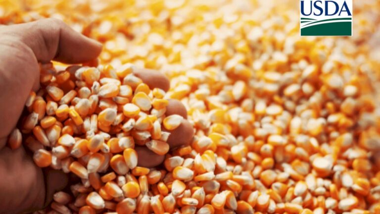 USDA: Vendas semanais de milho da safra nova dos EUA superam expectativas