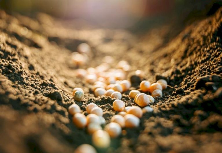Instabilidade internacional causa aumento no preço de fertilizantes