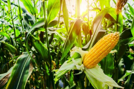 Ritmo da colheita influencia preços do milho no mercado interno