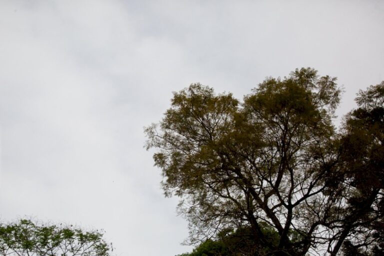 Após temporal: MS promete calor intenso, ar seco e risco de incêndios, aponta previsão