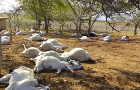 Mais de mil bovinos Nelore morrem em confinamento e caso liga alerta máximo para pecuária intensiva no Brasil