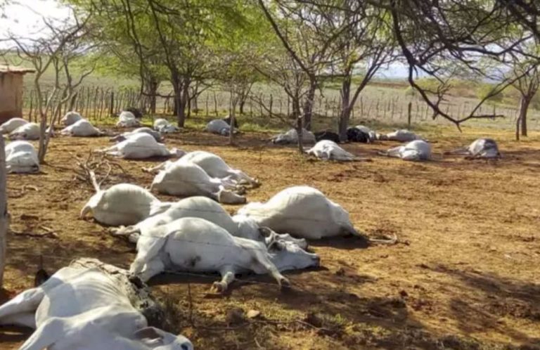 Mais de mil bovinos Nelore morrem em confinamento e caso liga alerta máximo para pecuária intensiva no Brasil