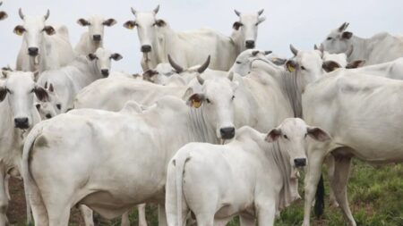 Por que ninguém fala do tarifaço da China que afeta o Brasil