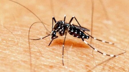 Boletim Epidemiológico: MS registra 9.686 casos confirmados de chikungunya
