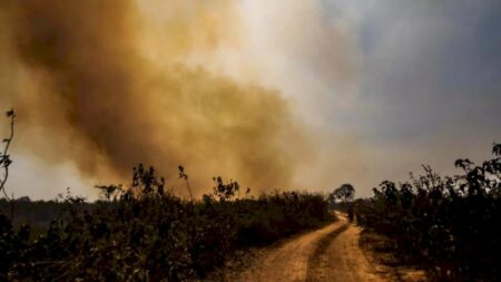 Mesmo após as cheias, seca extrema e El Niño ameaçam o futuro do Pantanal
