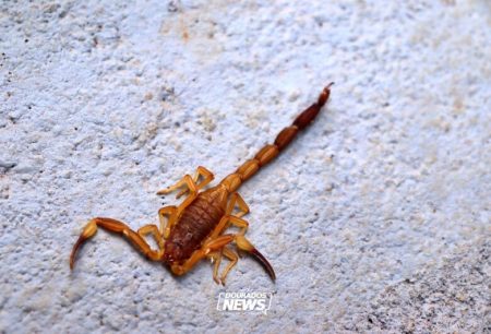Crianças são mais vulneráveis a envenenamento por picada de escorpião