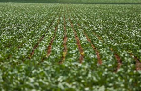 Agricultura: governo publica preços mínimos para safra de verão 2026/27
