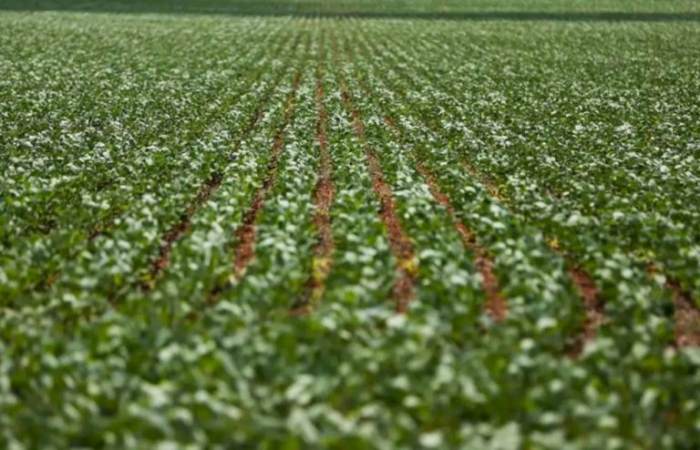 Agricultura: governo publica preços mínimos para safra de verão 2026/27