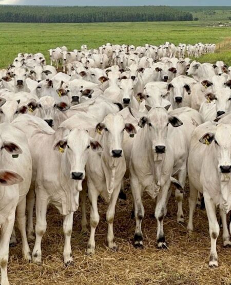 Fim da cota chinesa pode gerar prejuízo de US$ 4,5 bilhões às exportações brasileiras de carne bovina
