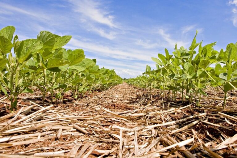 Plantas de cobertura fortalecem resiliência das lavouras às mudanças climáticas