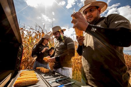Quebra na 2ª safra de milho leva produção a 115,8 milhões de toneladas no Brasil