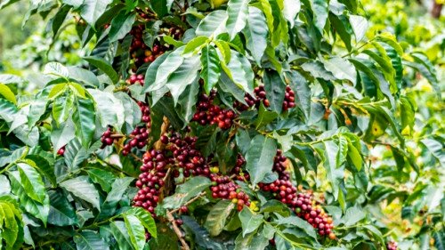 EUA isentam café do Brasil e protegem US$ 2,5 bilhões em envios