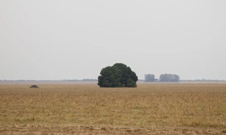 O Cerrado entre o desenvolvimento e a destruição
