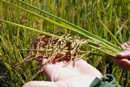 Clima ameaça mudar o rumo do mercado do arroz