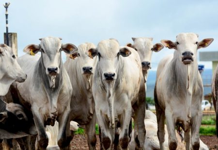 Arroba do boi gordo recua após recorde nas exportações, mas mercado já enxerga reação pela frente