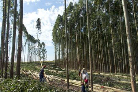Trabalhador morre ao ter crânio esmagado em corte de eucalipto