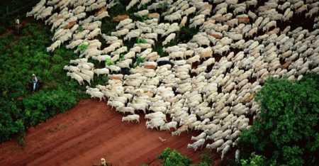 Pecuária de MS mantém mercado aquecido em 2026 com exportações em alta e valorização dos bezerros