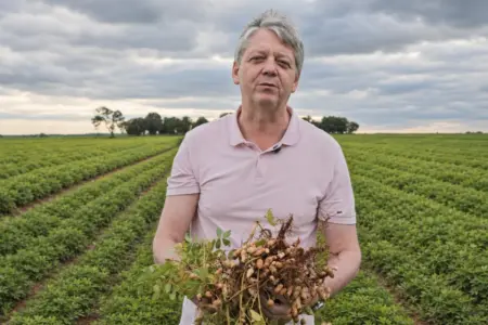 Nova Andradina se destaca na produção de amendoim, avalia Verruck.