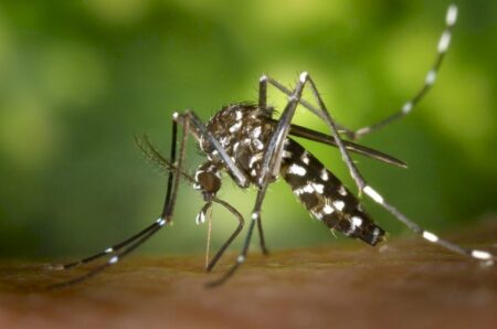 Alerta: combate ao mosquito da dengue começa dentro de casa