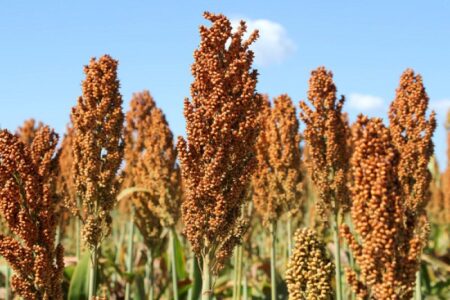 Sorgo ganha espaço no campo e se consolida como alternativa ao milho em MS