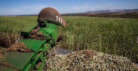Produção de cana no Brasil pode amenizar déficit de açúcar no mundo
