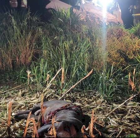 Casal morre ao atingir anta e colidir com caminhão-tanque