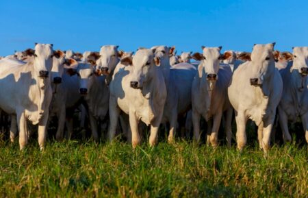 Valor Bruto da Produção Agropecuária é estimado em R$ 1,39 trilhão em julho