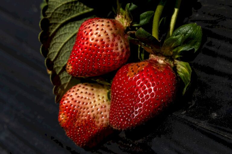 Como saber se frutas e legumes ainda são seguros para comer, e quando devem ser jogados no lixo