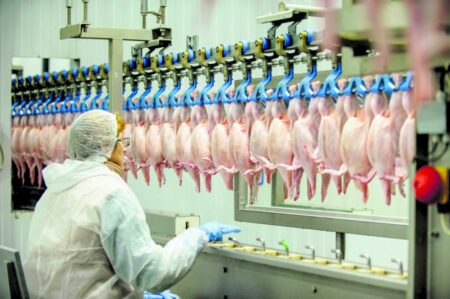 Exportações de carne de frango crescem 29,9% em julho