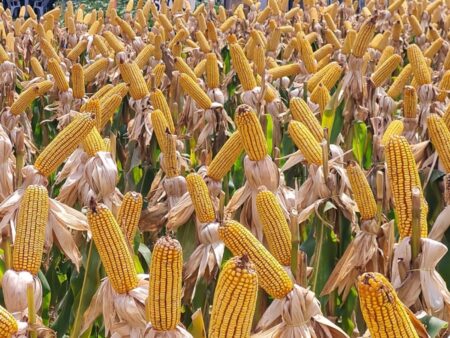 Embrapa desenvolve nanofertilizante de semente de açaí para milho e sorgo