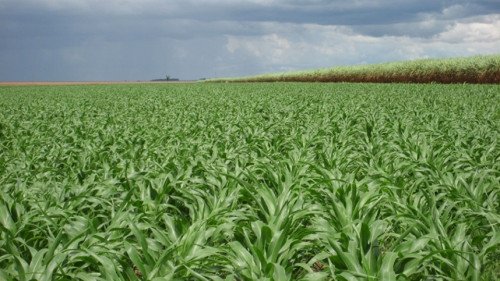 Demanda externa sustenta milho em parte do mercado