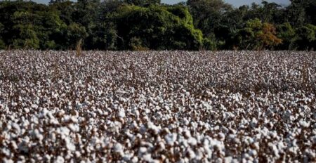Área de algodão deve cair em 2025/26, mas produção será maior