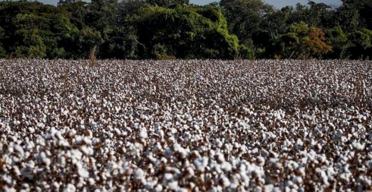 Área de algodão deve cair em 2025/26, mas produção será maior
