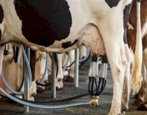 Custo de produção de leite sobe 4,13% no ano e pressiona margem do produtor