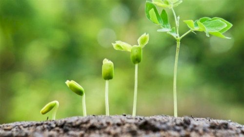 Como a auxina orienta o crescimento vegetal e eleva a produtividade
