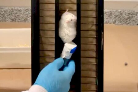 Musculação faz células de gordura encolherem antes mesmo da perda de peso