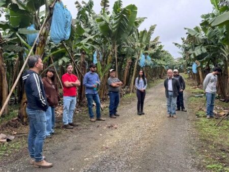 Bananicultura exige gestão de solo, clima e pós-colheita eficiente