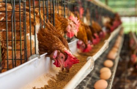 Estratégias nutricionais e uso de enzimas reduzem perdas e melhoram desempenho de poedeiras