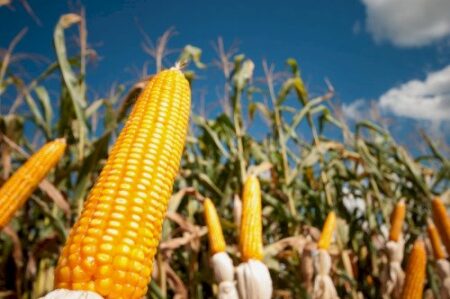 Plantio avança e clima mantém atenção no milho