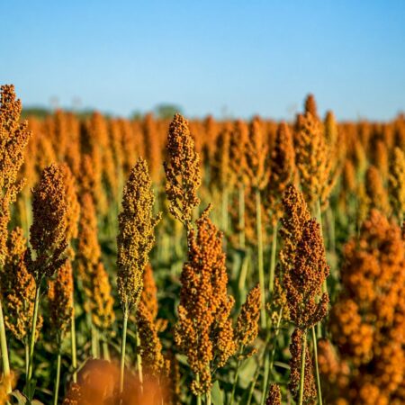 Sorgo cresce 24,9% e ganha novos mercados além da alimentação animal